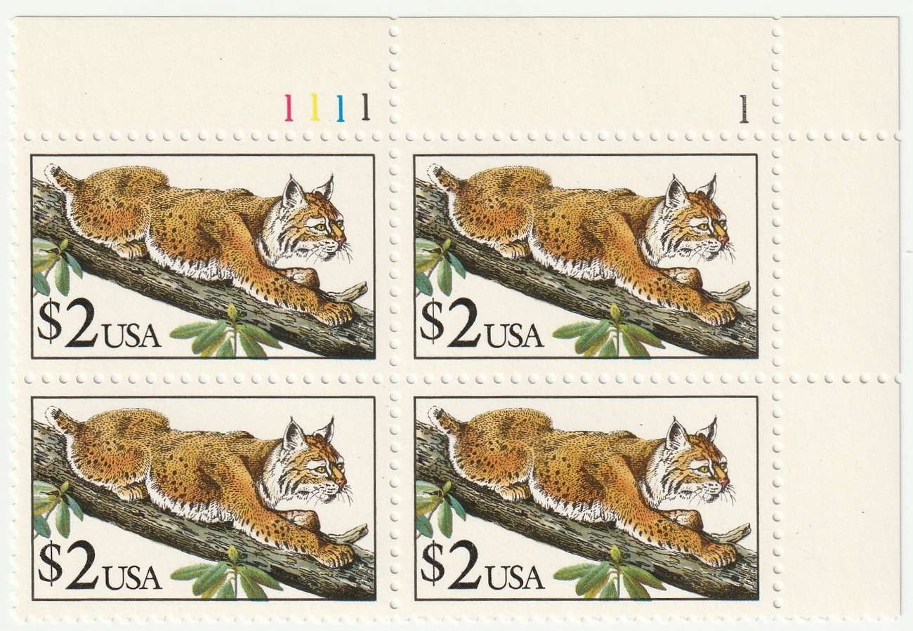 Bobcat